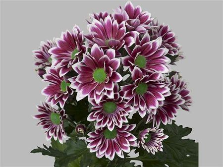 Chrys. tr. Firmenich (Хриз. куст. Фирменич) В70