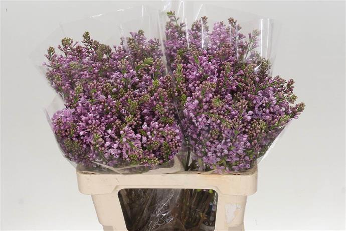Syringa Dark Koster Blue (Сирень Дарк Костер Блу) В50