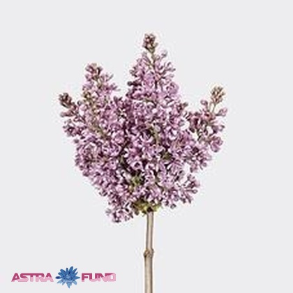 Syringa lila wonder (Сирень Лила Вондер) В60