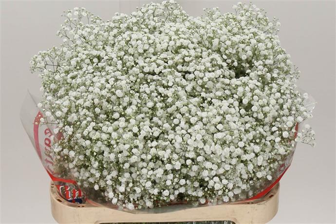 Gypsophila (Гипсофила) В80 Shemy