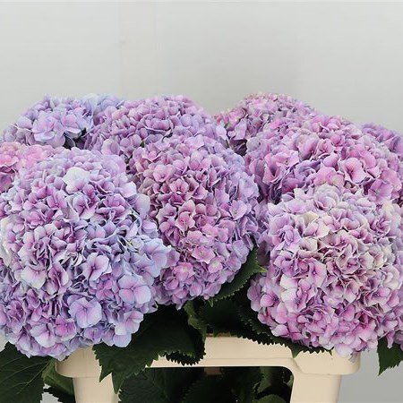 Hydrangea vendetta (Гортензия Вендетта) В50