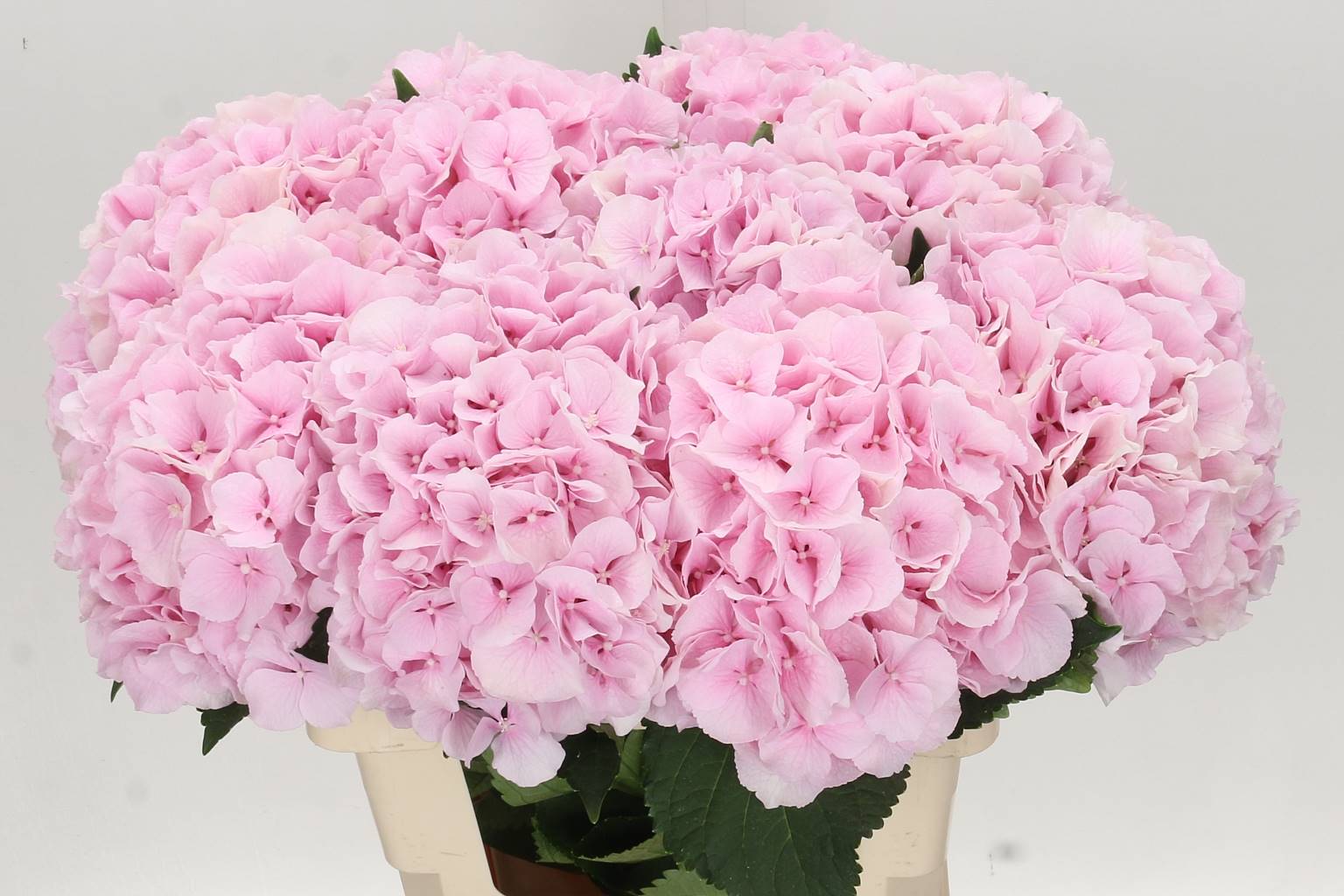 Hydrangea Verena (Гортензия Верена) В80