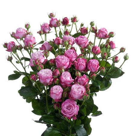 Rosa Tr Lady Bombastic (Роза Тр Леди Бомбастик) В70