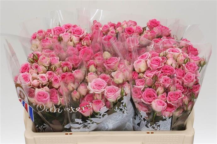 Rosa Tr Mimi Eden (Роза Тр Мими Эден) В40