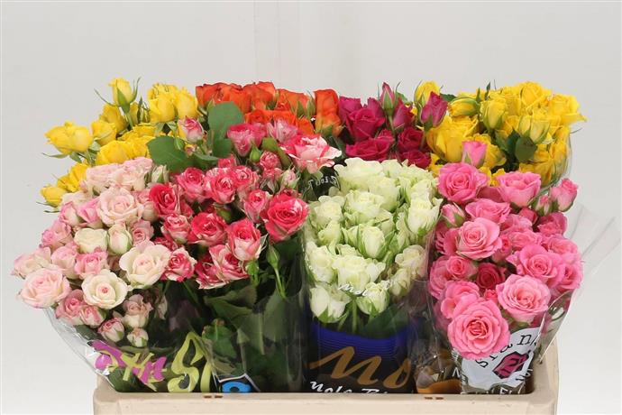 Rosa Spray Mixed In Fust (Роза Спрей Микс ин Фуст) В50