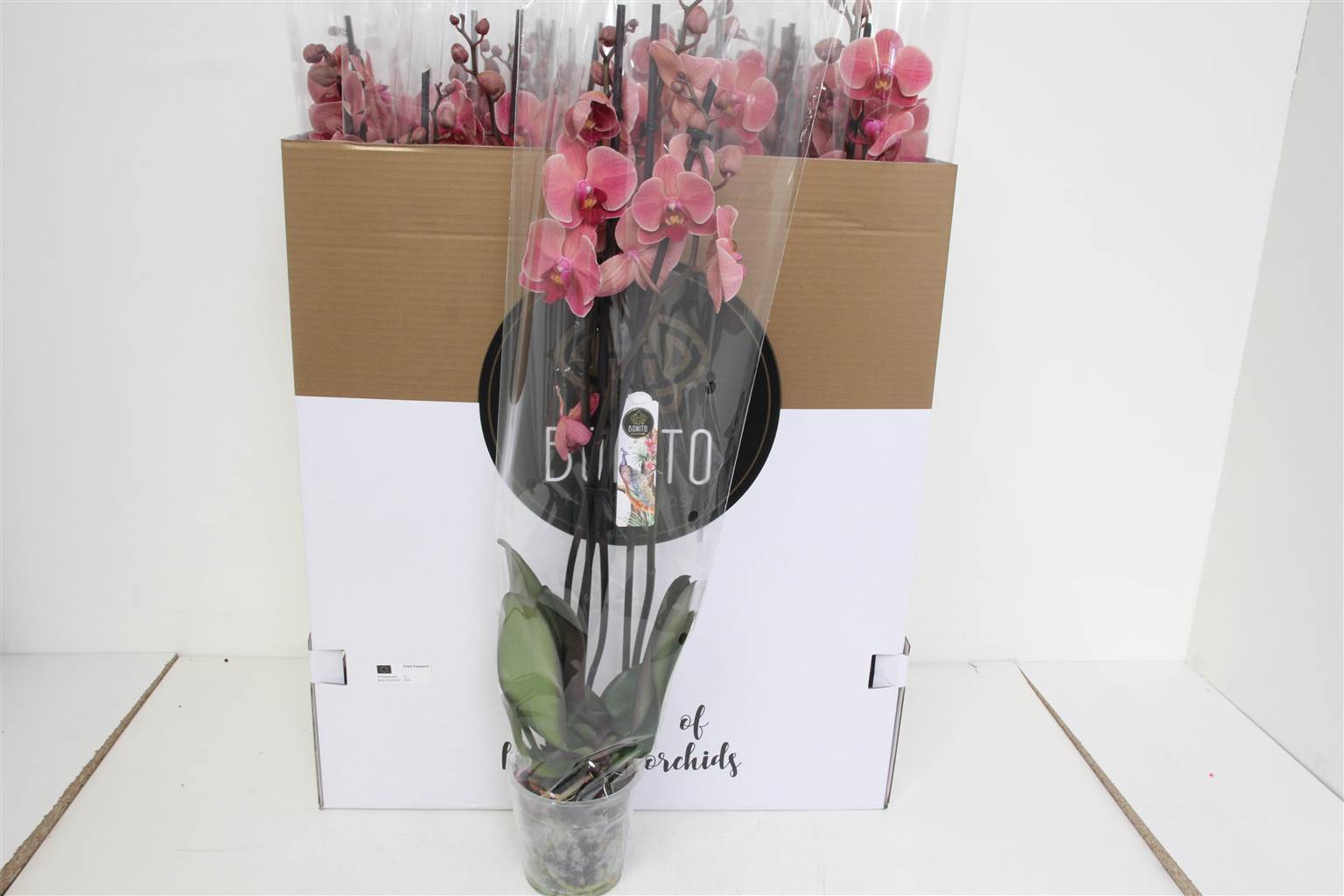 Фаленопсис Нарбоннский 3 голоса ( Phalaenopsis An Narbonne 3 stem ) W 12 см H 65 см