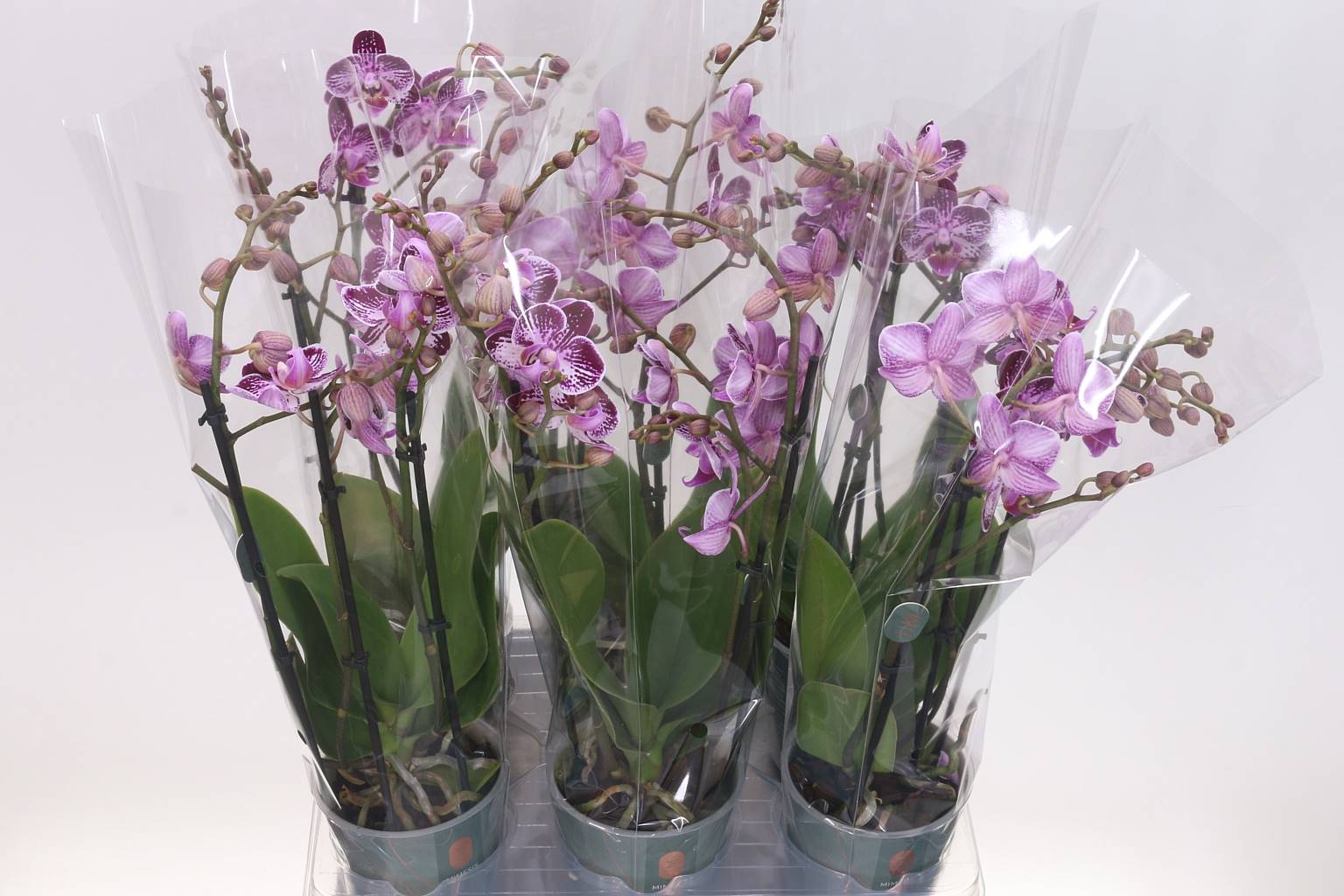 Фаленопсис мультифлора счастливая Божья коровка 3 стебля ( Phalaenopsis Multi-flora Happy Ladybug 3