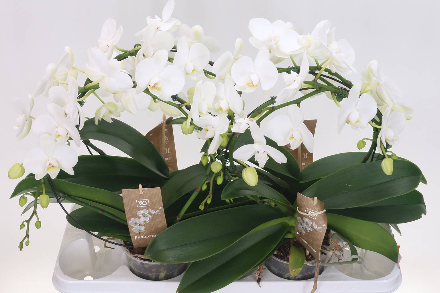 Фаленопсис различная Белая Зеркальная Арка 2 стебля ( Phalaenopsis Divers White Spiegelboog 2 stem )