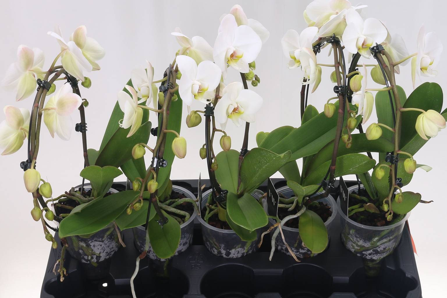 Фаленопсис Муравейник Зеркальная арка ( Phalaenopsis Ant Leeds Spiegelboog ) W 12 см H 50 см