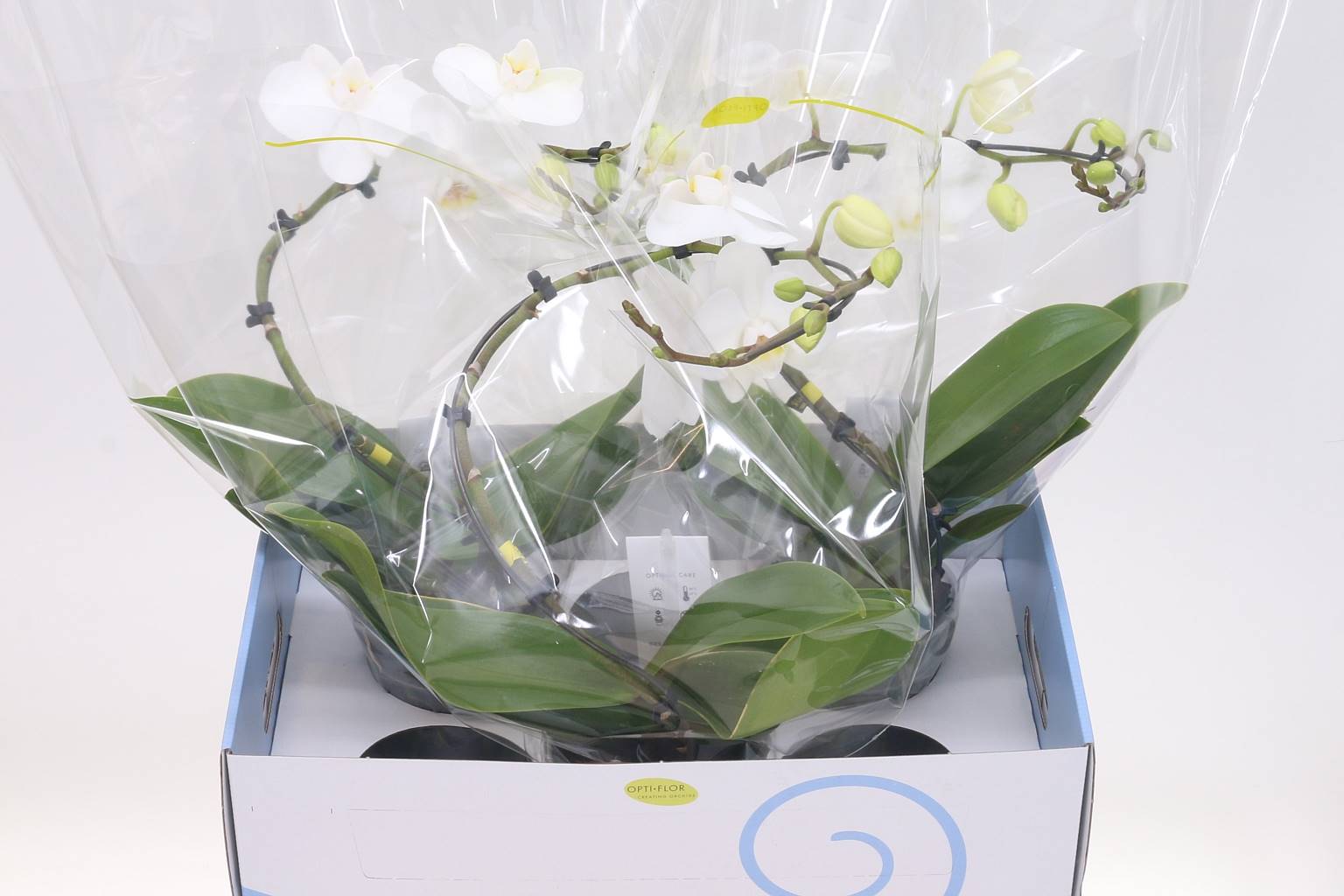 Фаленопсис Баллетто Крыло Белое ( Phalaenopsis Balletto Wing White ) W 12 см H 45 см