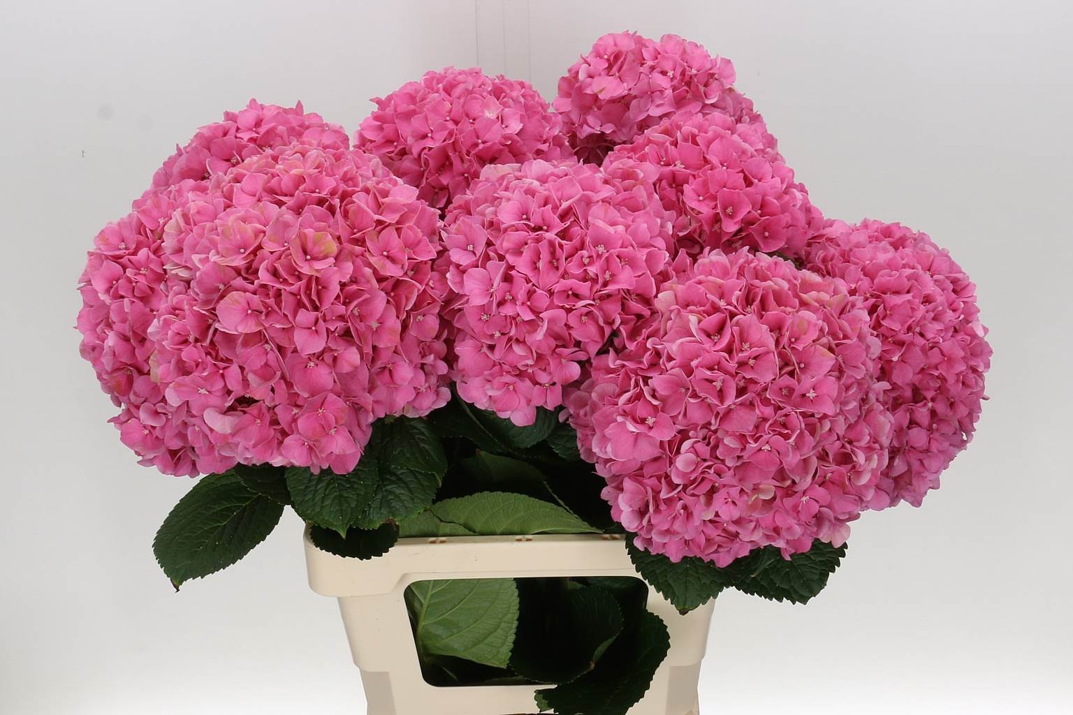 Hydrangea glowing alps(Гортензия гловинг алпс) В50