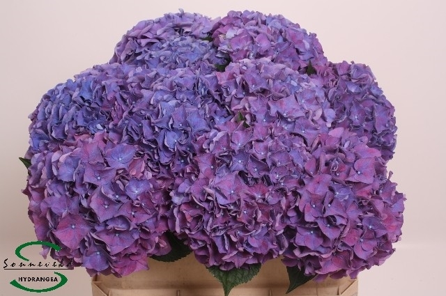 Hydrangea Rodeo Paars (Гортензия Родео Паарс)В60