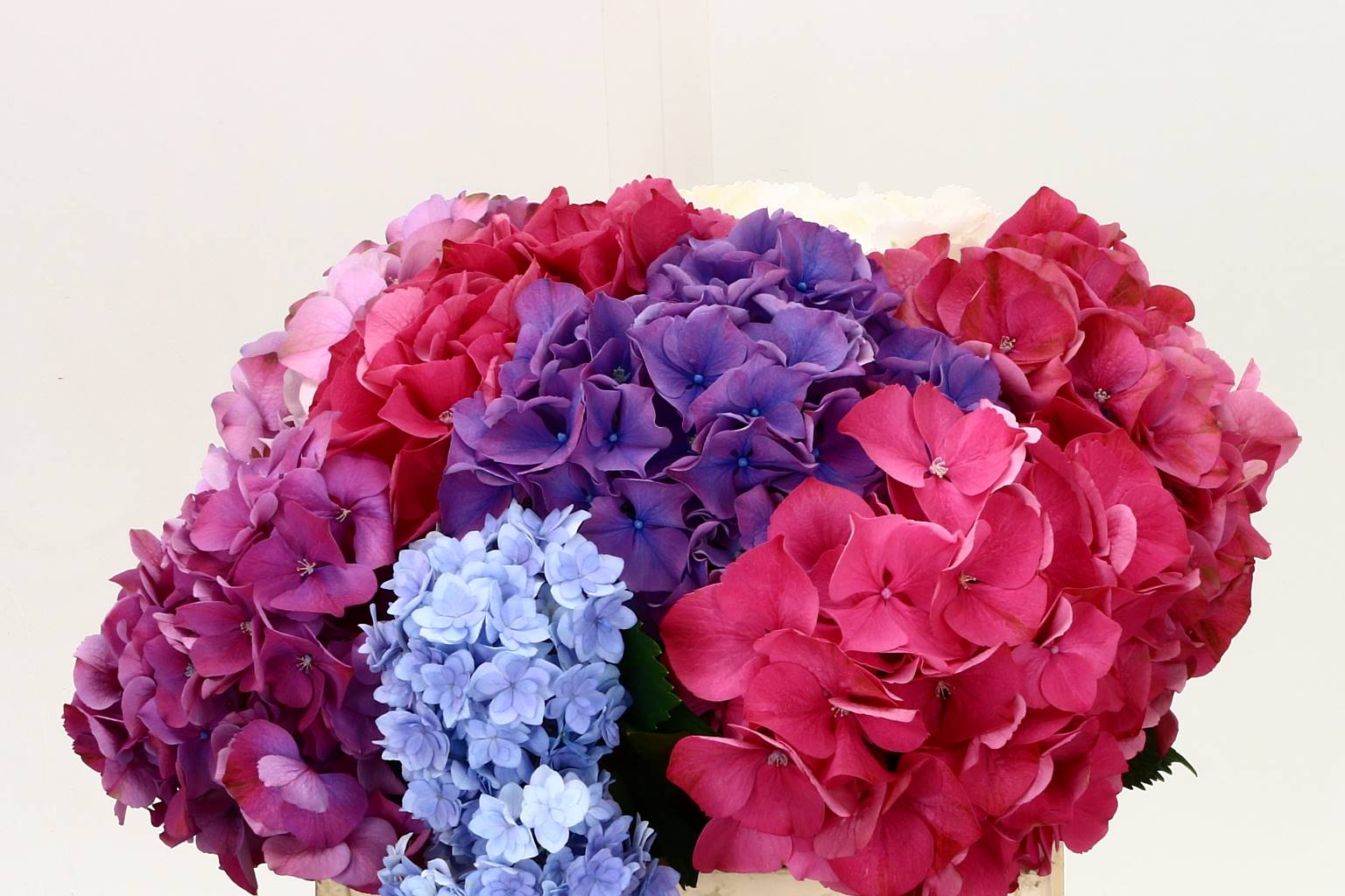 Hydrangea mix (Гортензия Микс) 55