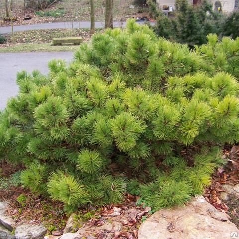 Сосна черная Hornibrookiana (Хорнибрукиана)