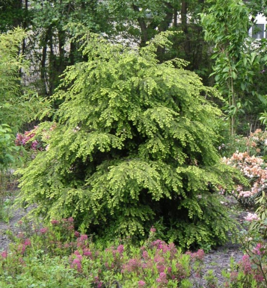 Тсуга канадская Macrophylla (Макрофилла)