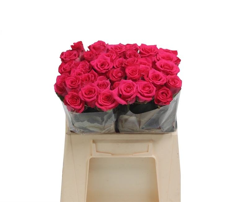 Rosa Gr Layla (Роза Гр Лейла) В60 ROSE HILL