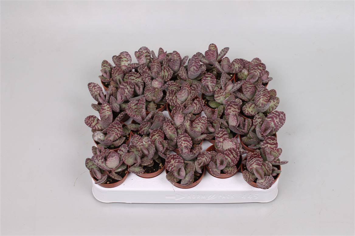 Каланхоэ мраморное (леопардовое) ( Kalanchoe Marmorata (leopard) ) W 5 см H 12 см
