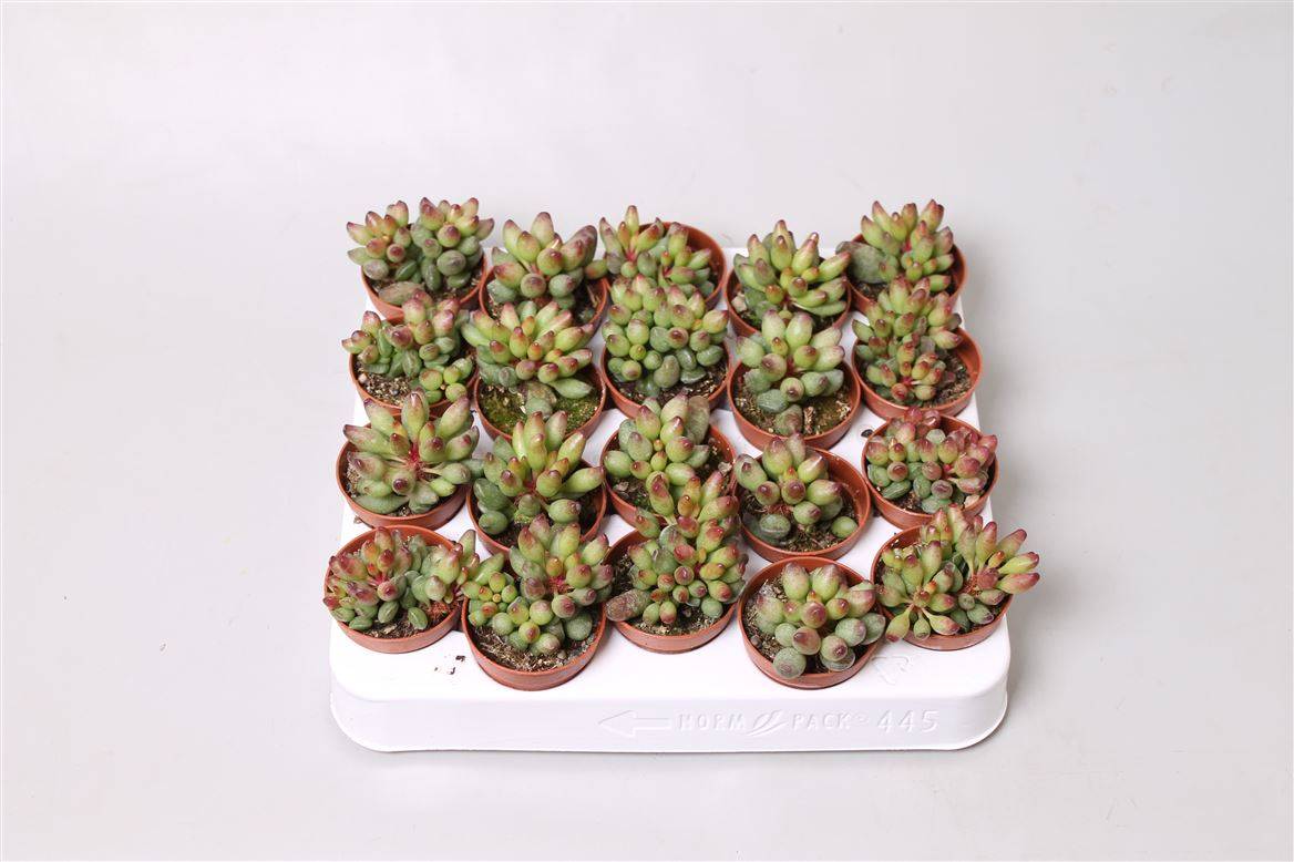 Адромишус Чойланди ( Adromischus Choilandi ) W 5 см H 12 см