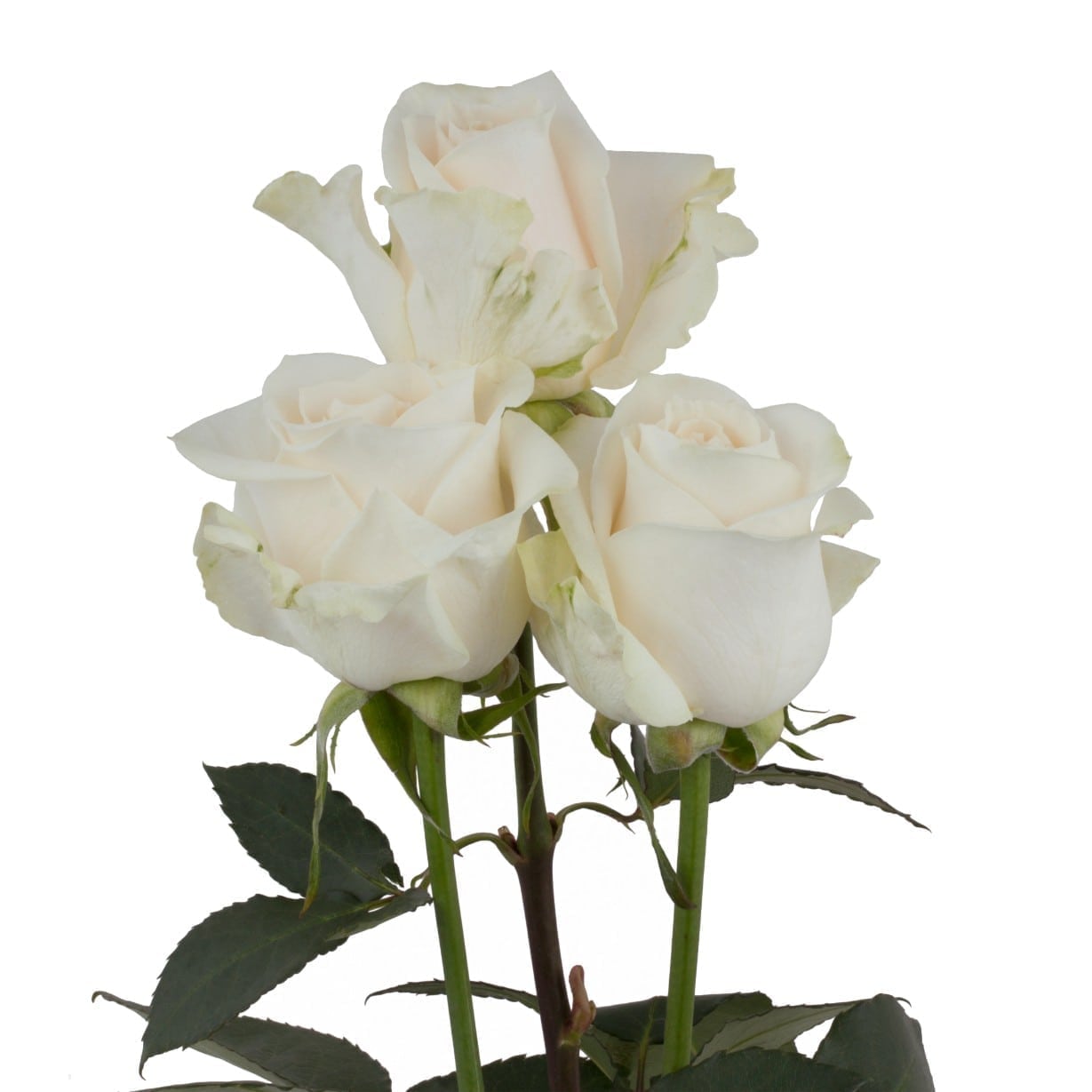 Rosa Gr Vendela ( Вендела ) В60 Rosa Prima