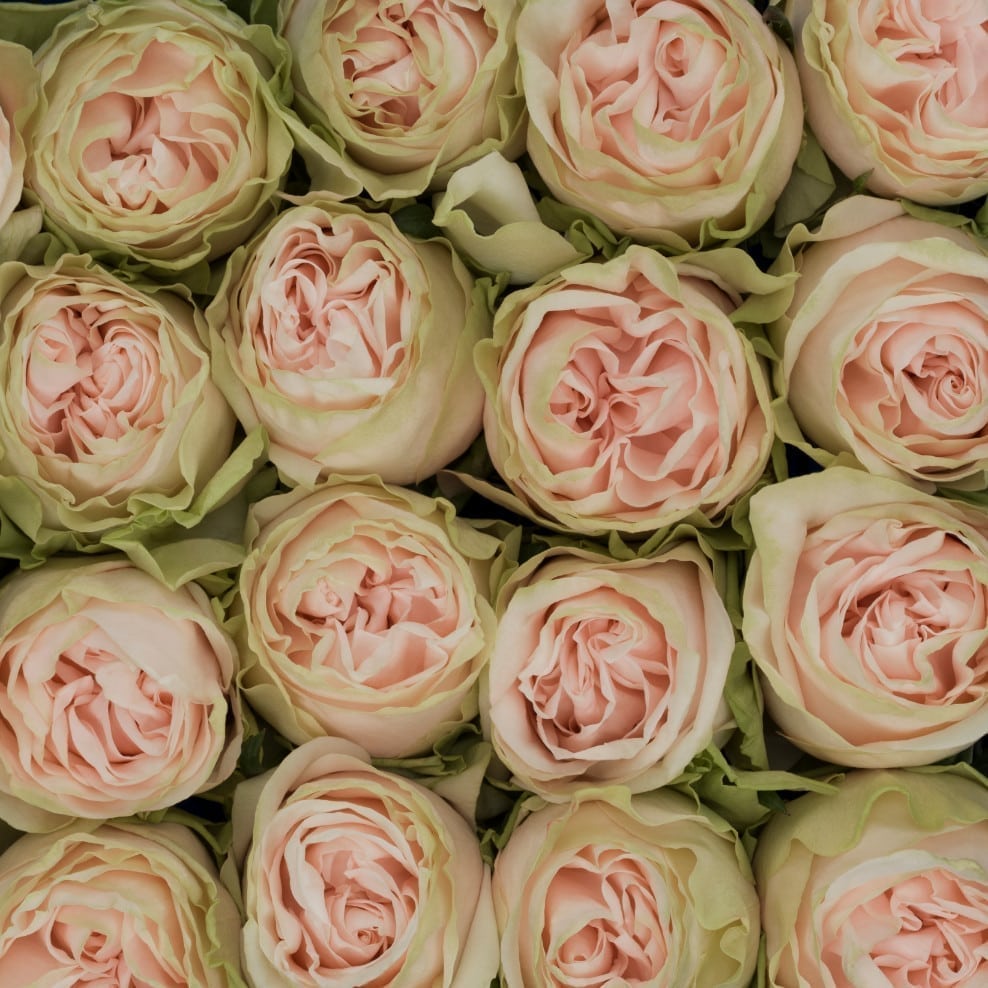 Rosa Gr Wedding Spirit ( Веддинг Спирит ) В60 Rosa Prima