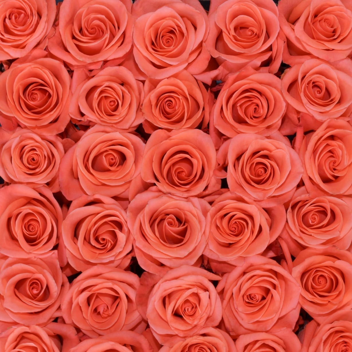 Rosa Gr Wow ( Вау ) В60 Rosa Prima