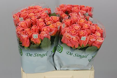 Rosa Gr Miss Piggy (Роза Гр Мисс Пигги ) В60 ROSE HILL