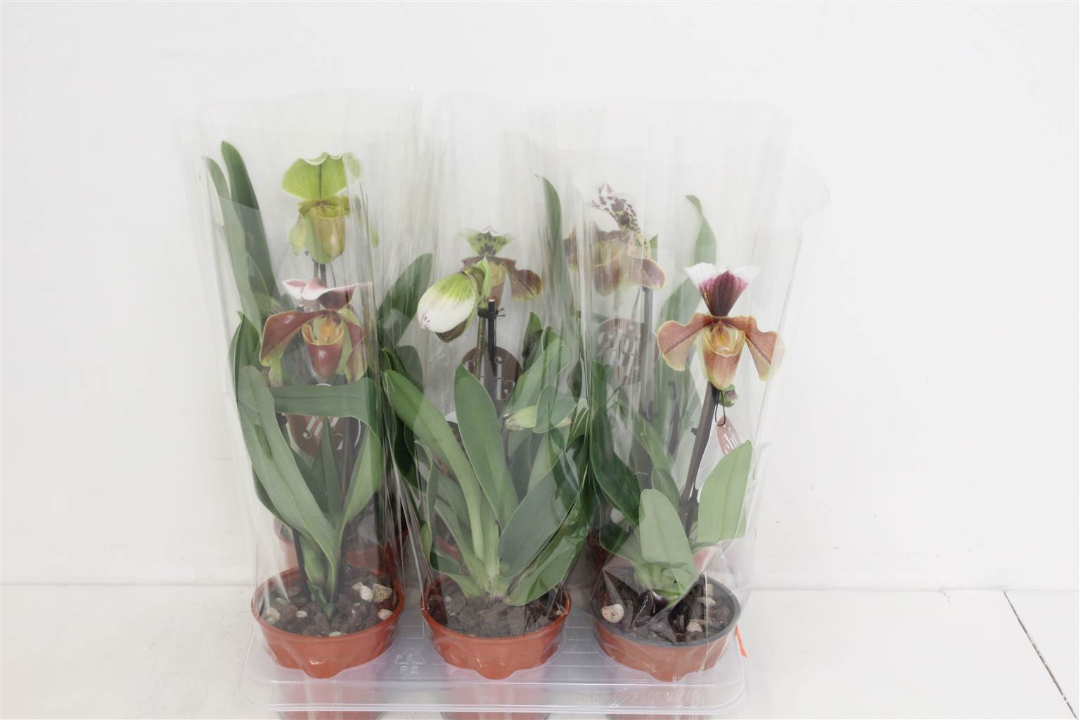 Paphiopedilum America Гибрид Смешанный 2 голоса ( Paphiopedilum Amerika Hyb Mixed 2 stem ) W 12 см H