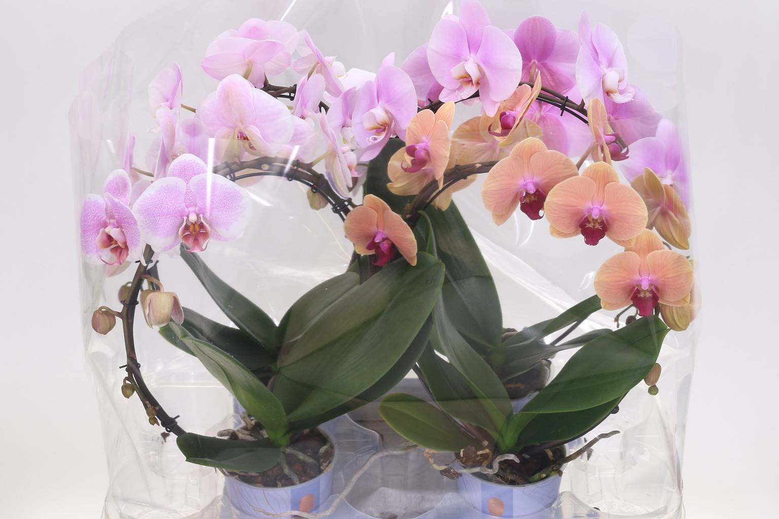 Фаленопсис Лунный Смешанный ( Phalaenopsis Moon Mixed ) W 12 см H 45 см