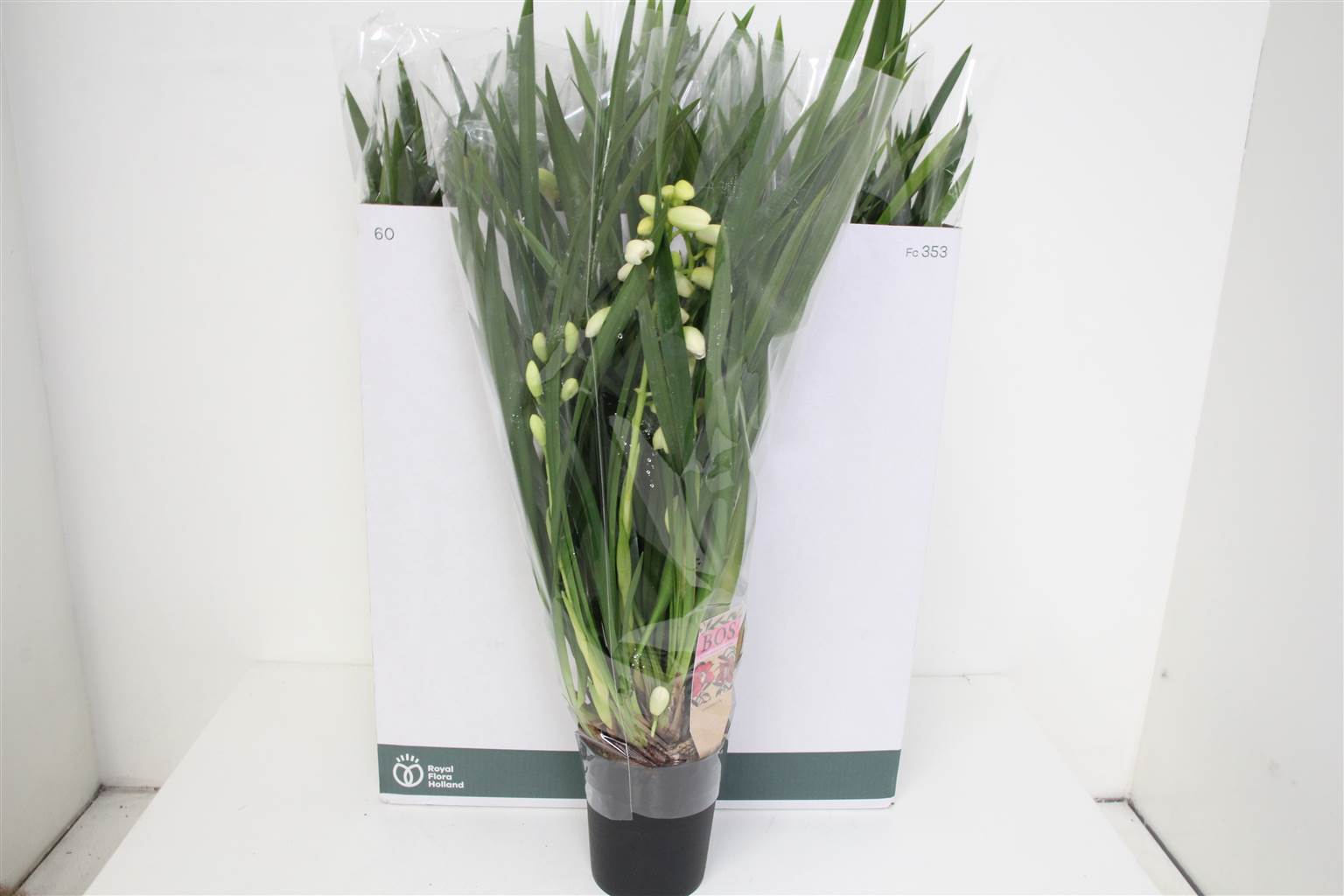 Цимбидиум ледяной каскад 5 стеблей ( Cymbidium Ice Cascade 5 stem ) W 14 см H 55 см