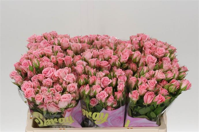 Rosa Tr Odilia (Роза Тр Одилия) В40