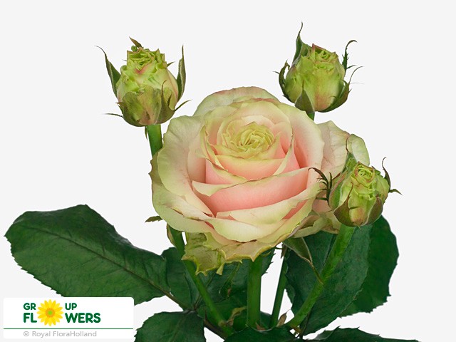 Rosa Tr Avantique+ (Роза Тр Авантик+) В70