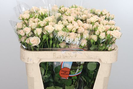 Rosa Tr Jana (Роза Тр Яна) В50