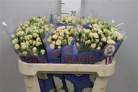 Rosa Tr Cream Gracia (Роза Тр Крем Грация) В60