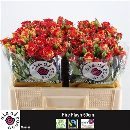 Rosa Tr Fire Flash (Роза Тр Фаер Флеш) В70
