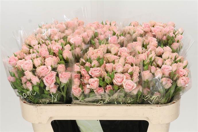 Rosa Tr Lydia (Роза Тр Лидия) В80