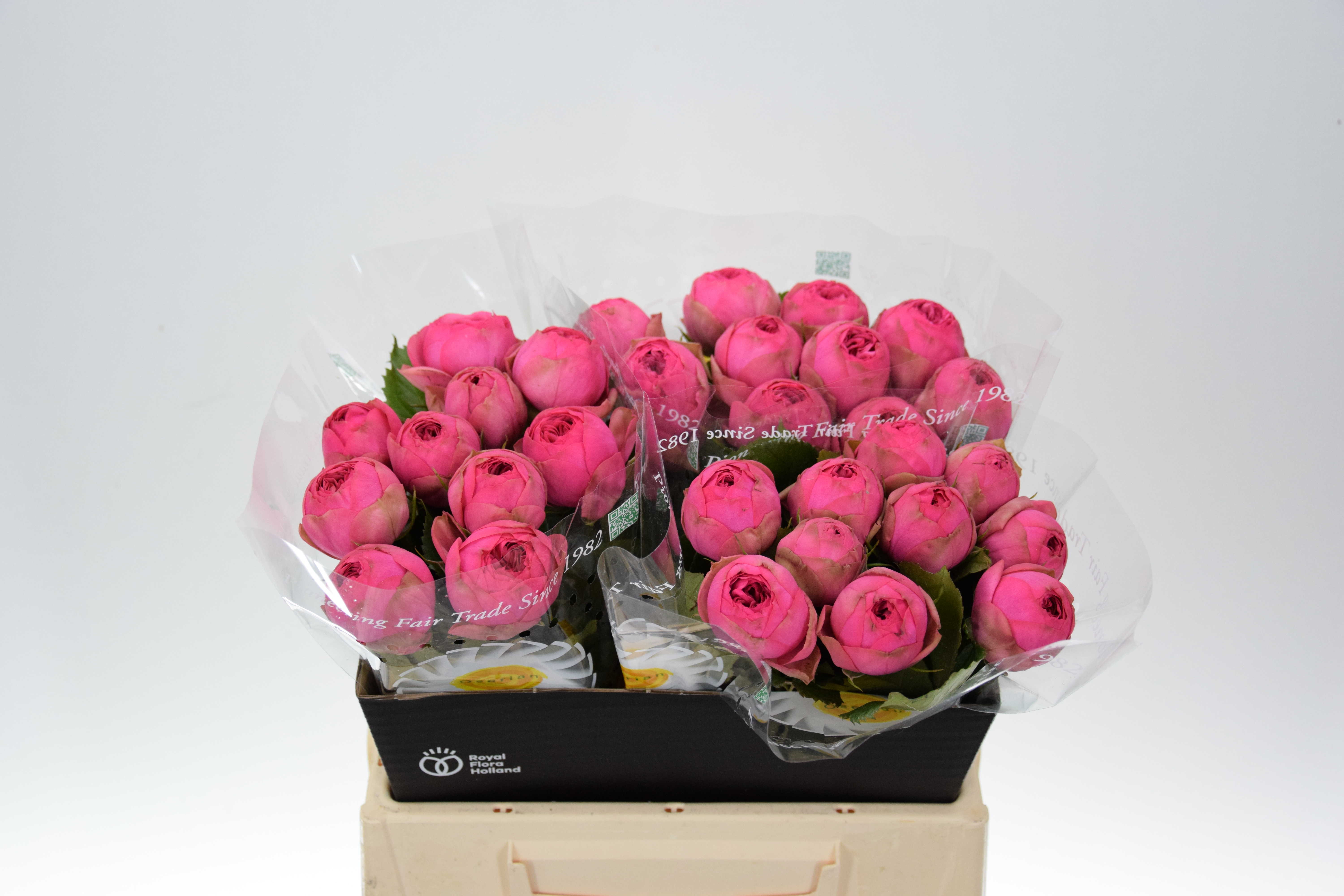 Rosa Tr Pink Piano (Роза Тр Пинк Пиано) В60