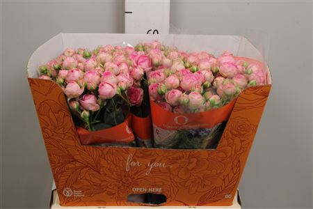 Rosa Tr Super Sensation (Роза Тр Супер Сенсейшн) В80