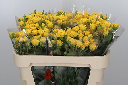 Rosa Tr Shine (Роза Тр Шайн) В50