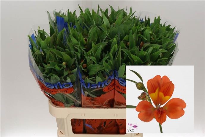 Alstroemeria Dancing Queen (Альстромерия Денсинг Квин) В60