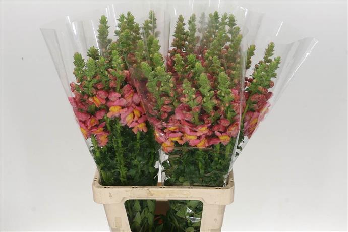 Antirrinum Ani Orange (Антирринум Оранж) В70
