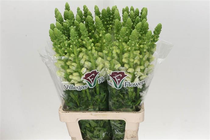 Antirrinum Ani White (Антирринум Вайт) В70