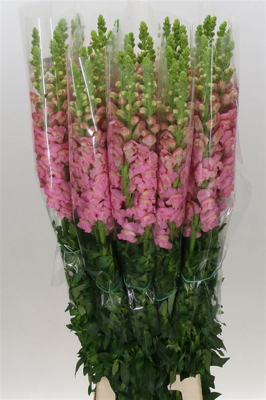 Antirrinum Op Pink (Антирринум Пинк) В70