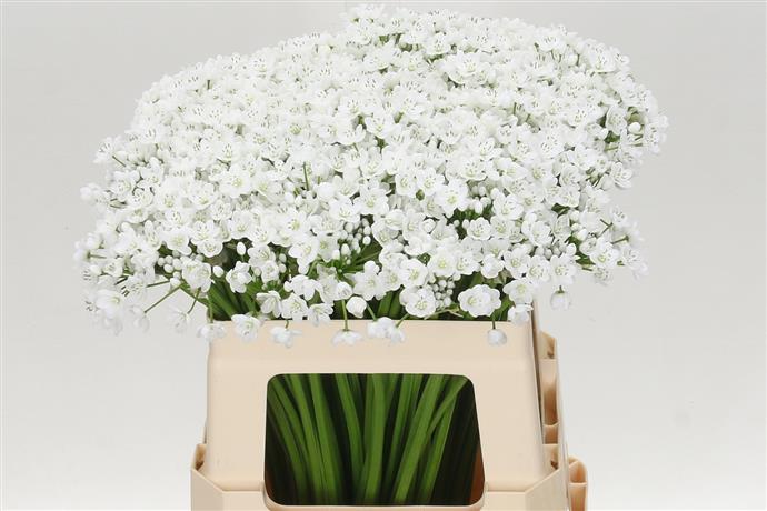 Allium Neopolitanum (Аллиум Неополитанум) В40