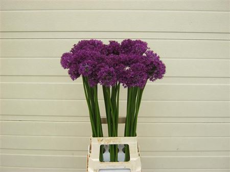 Allium purple sensation (Аллиум Перпл Сенсейшн) В75