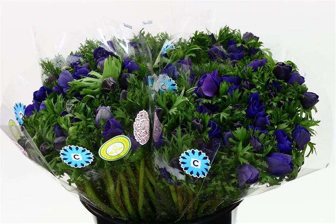 Anemone Blue (Анемон Блу) В50
