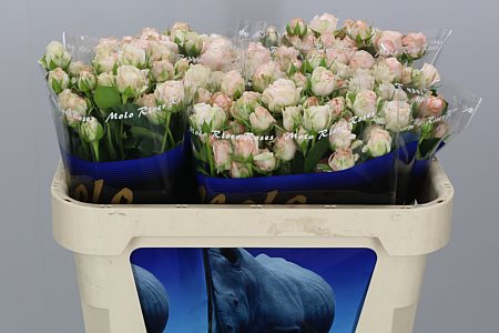 Rosa tr Bombastic(Роза тр Бомбастик) В40