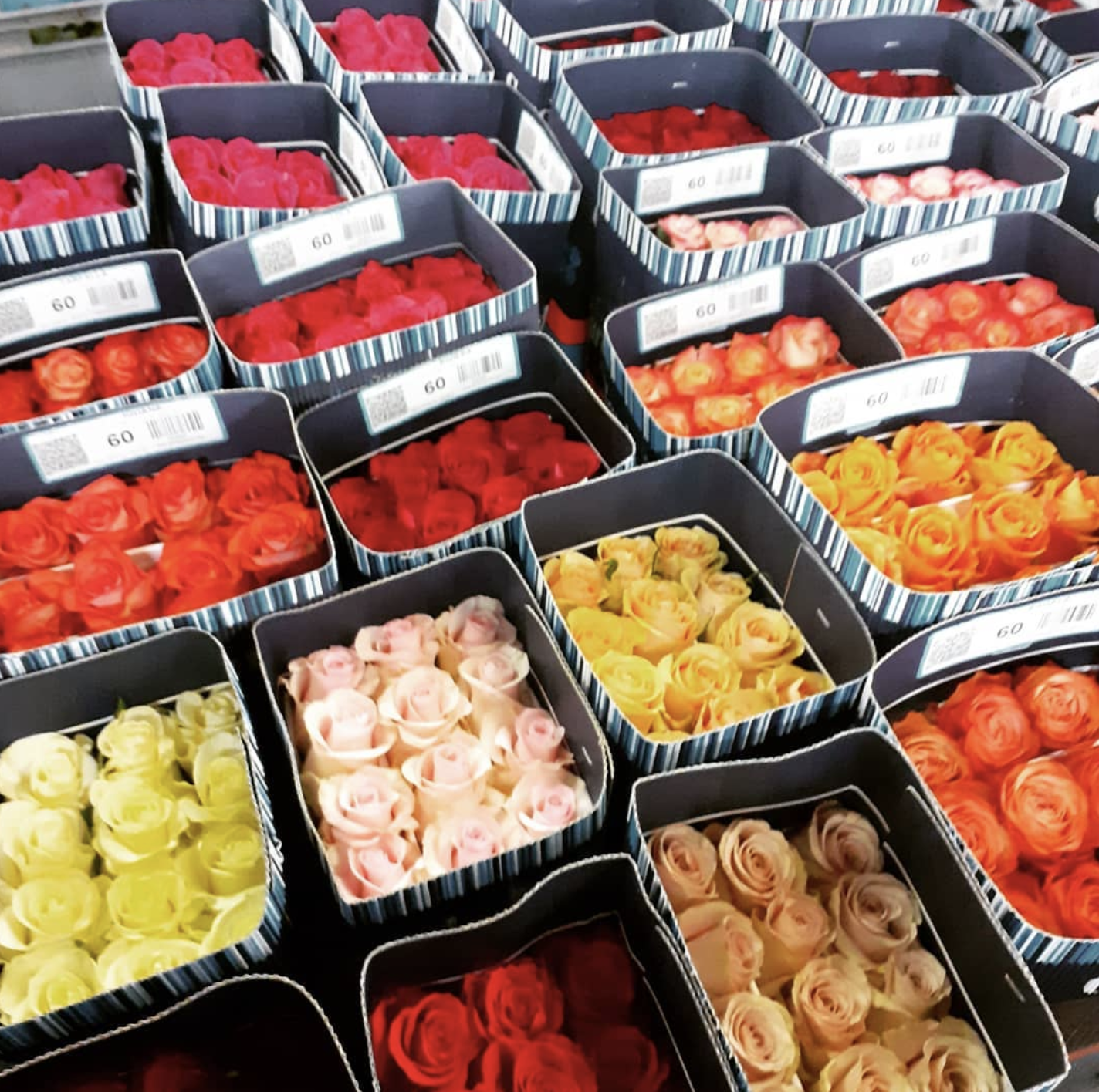 Rosa Mix (Роза Микс) В60 Garda Export