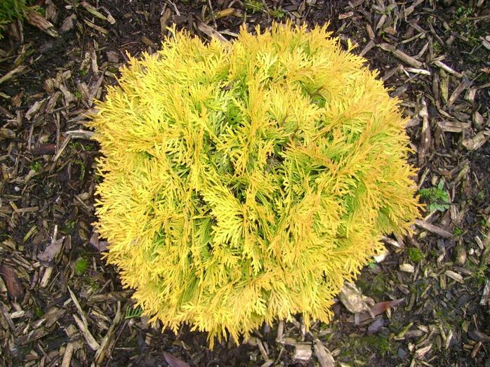 Туя западная Amber Glow (Амбер Глоу)
