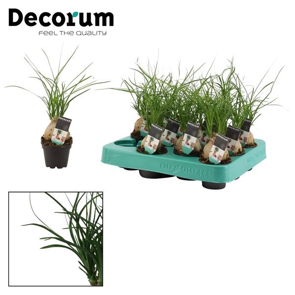 Сфера Бокарнеа 6 См ( Beaucarnea Sphere 6 Cm (decorum) ) W 6 см H 20 см