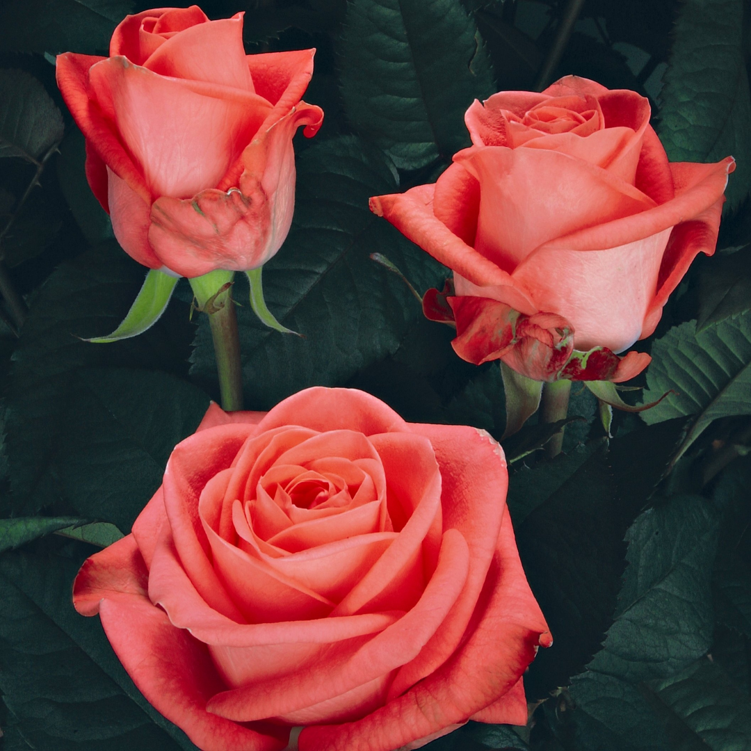Rosa Gr Vish (Роза Гр Виш) В60 (Цветы Удмуртии)